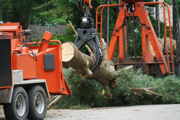 How Our Tree Care Process Works  in  Woodward, OK